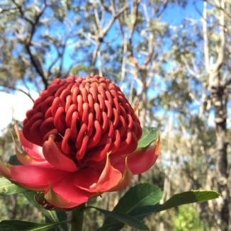 waratah