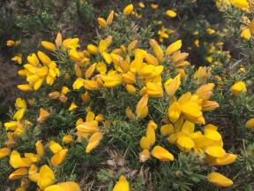 gorse bush